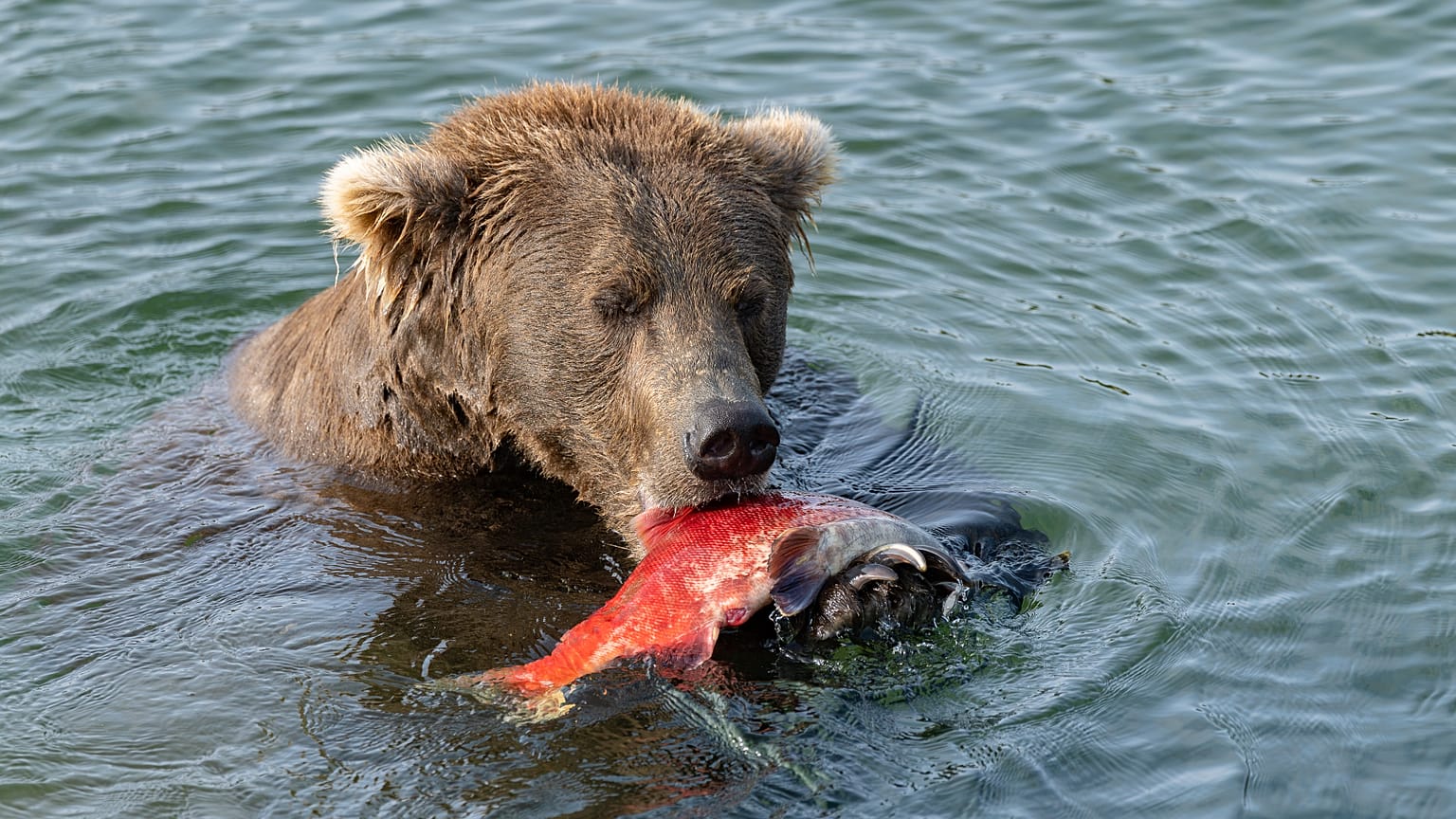 Arranca votação online para a Semana do Urso Gordo