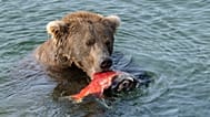 Fat-Bear-Week: Online-Abstimmung startet