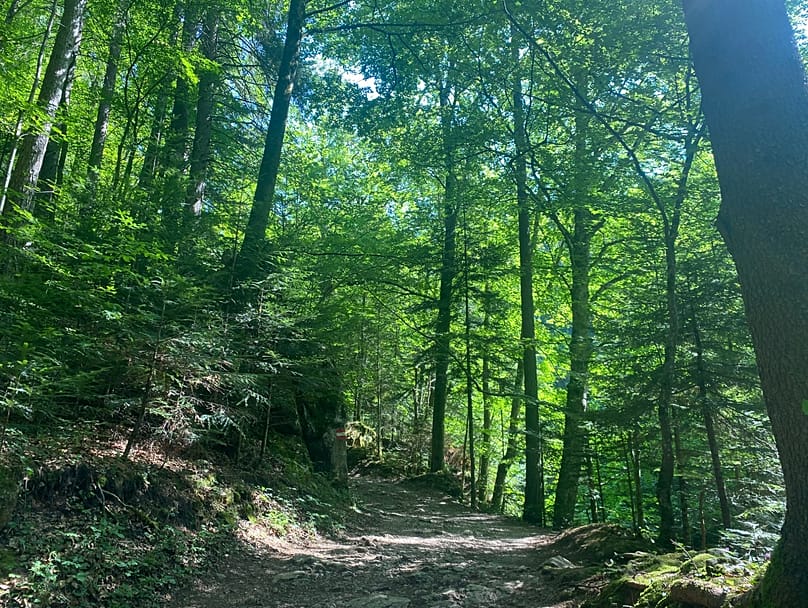 Na floresta entre Velem e Kőszeg, Hungria