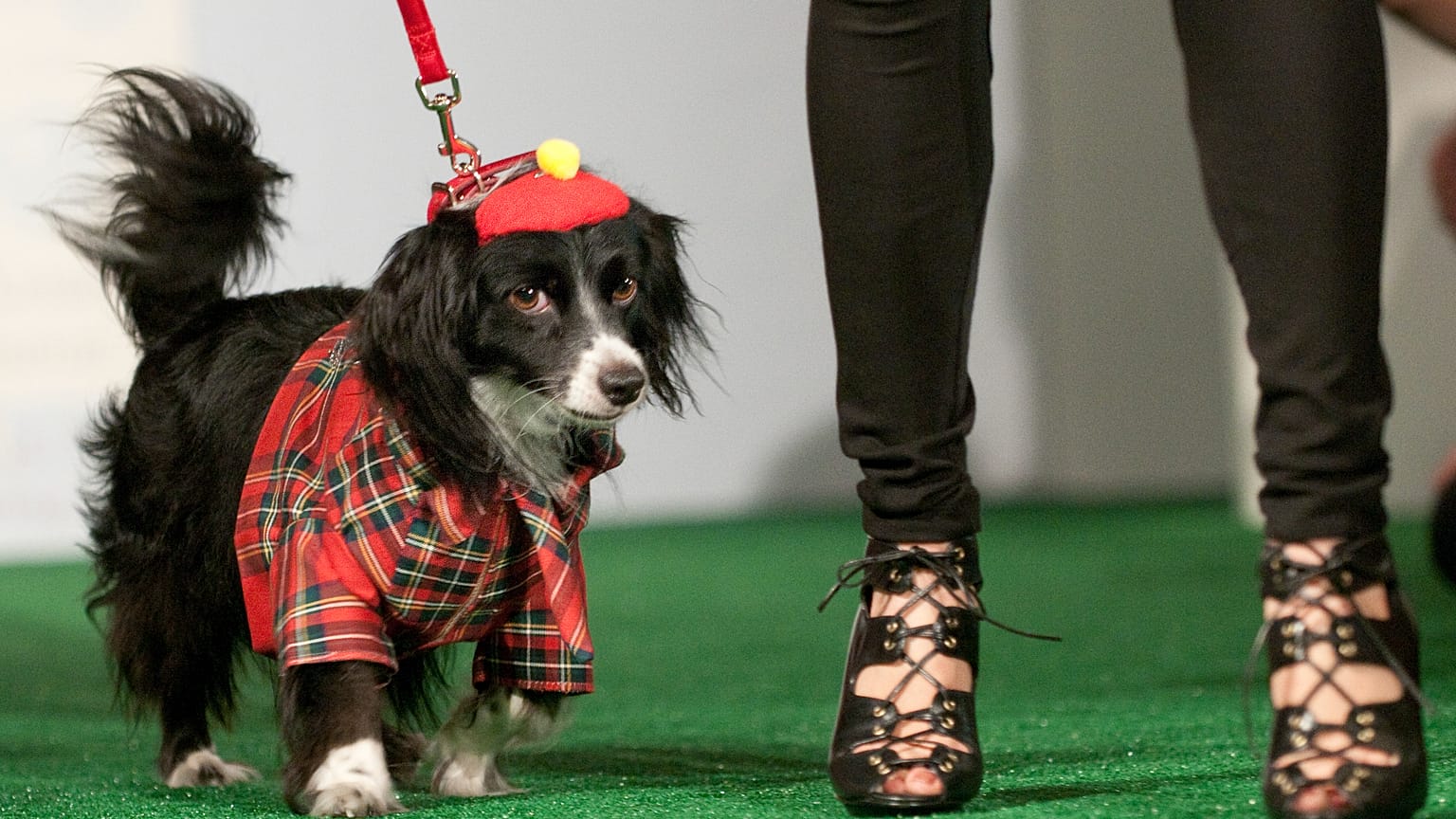 Ein Hund namens Cody posiert auf dem Laufsteg bei der Wohltätigkeits-Hundemodenschau „Patterns for Paws“