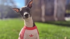 Ein Hund namens Gila in einem Adidas-Pullover