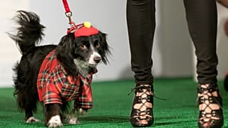 Ein Hund namens Cody posiert auf dem Laufsteg bei der Wohltätigkeits-Hundemodenschau „Patterns for Paws“