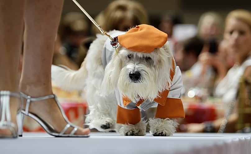 Ein Hunde-Model läuft während der Modenschau „Patterns for Paws“ über den Laufsteg