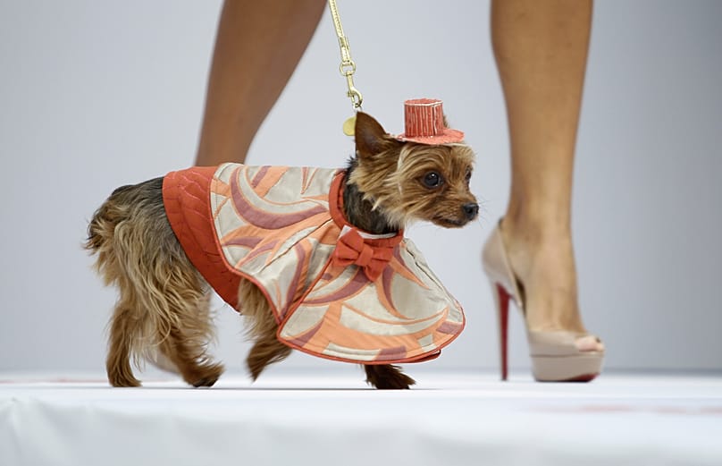 Ein Hundemodel läuft während einer Modenschau "Patterns for Paws“ über den Laufsteg