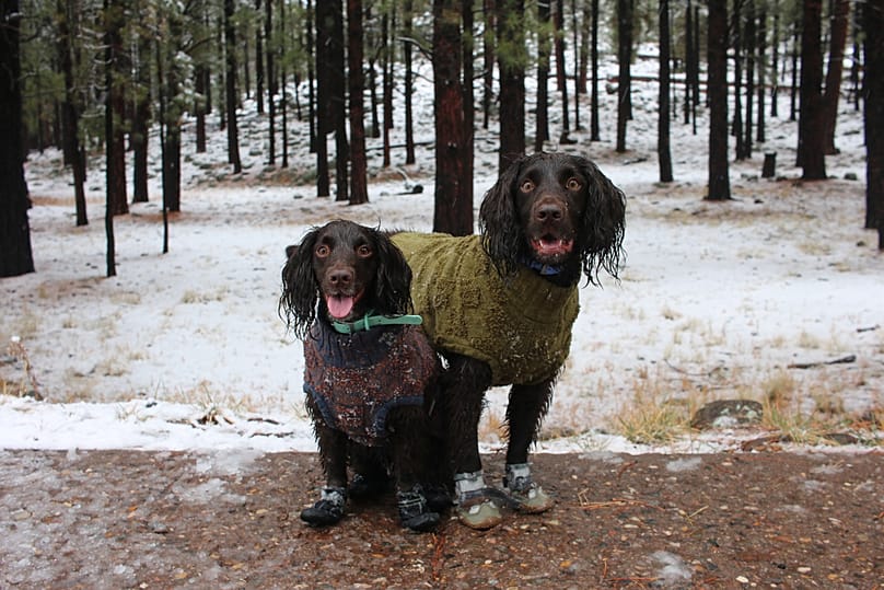 Zwei englische Cocker Spaniels tragen wasserdichte Halsbänder, Pullover und Hundeschühchen