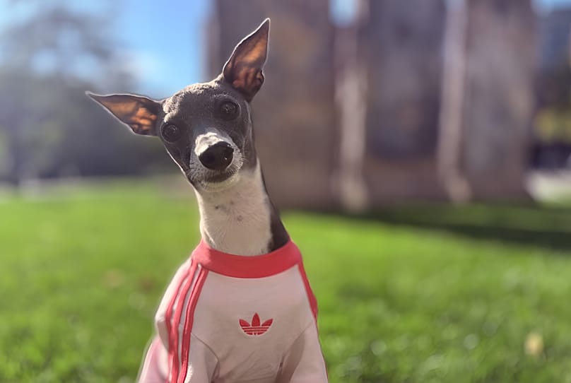 Ein Italienisches Windspiel im Adidas-Pullover