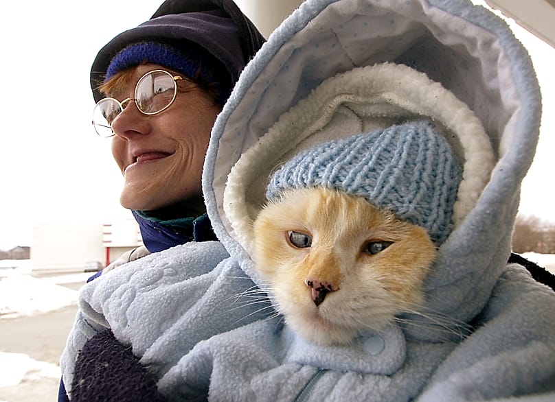 Mickey, eine Katze mit Siam-Einschlag, warm eingepackt in Babykleidung.