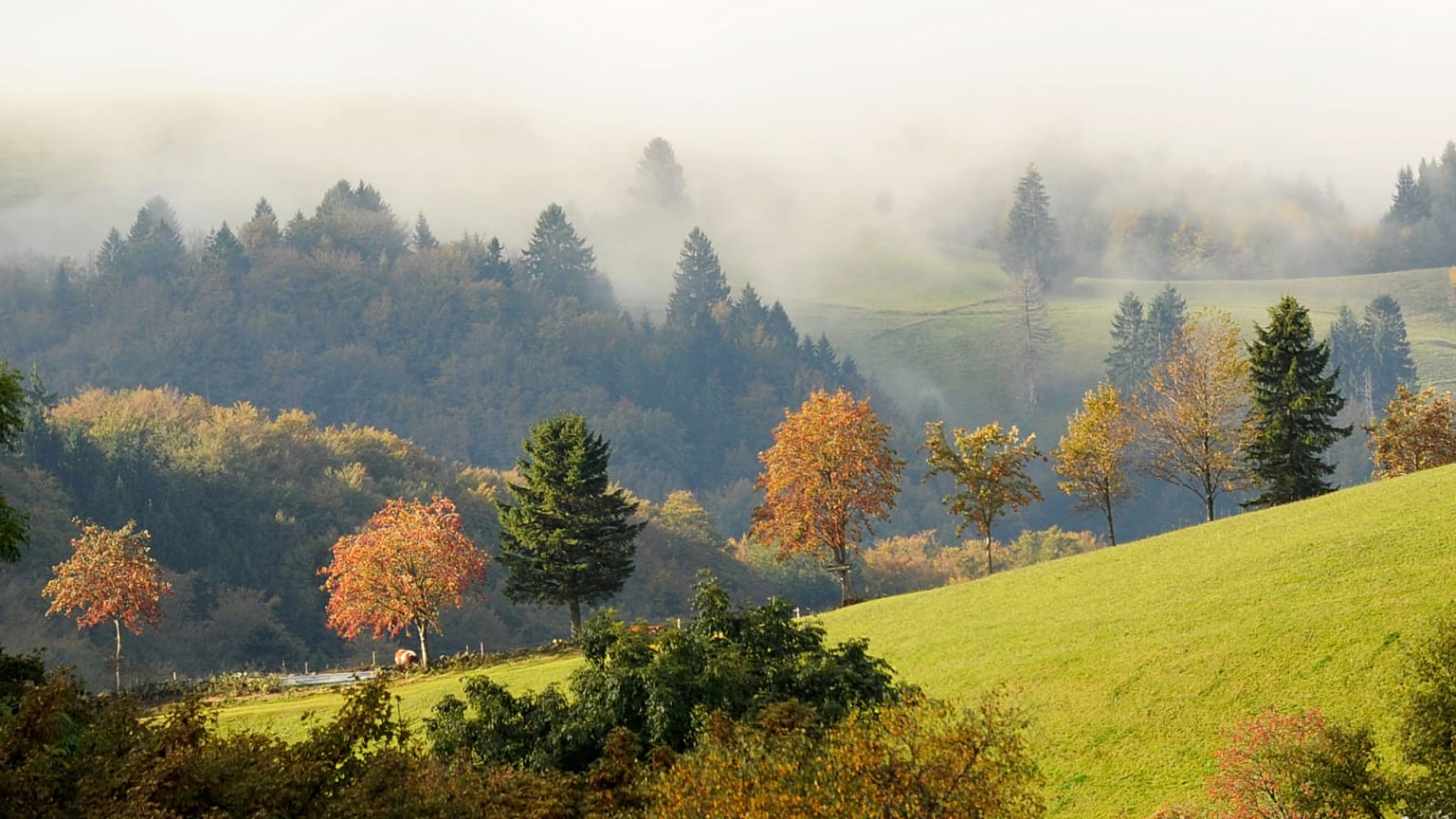 Der Schwarzwald ist eine der Regionen, in der es öfter zu Erdbeben kommt. 