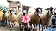 Des moutons traversent le pont de Southwark