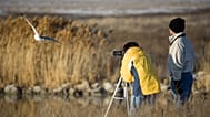 Can birdwatching help stroke survivors regain communication skills?