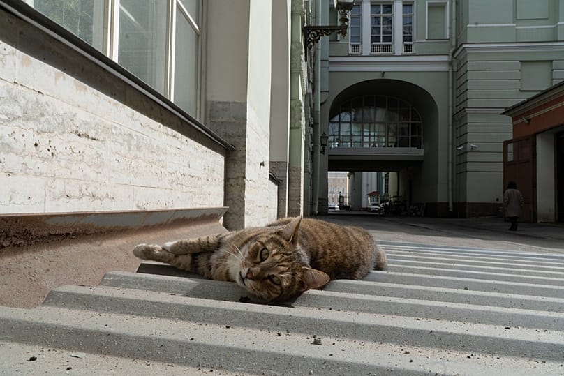 A cat living in the basement of the State Hermitage Museum in St Petersburg, Russia, 10 April 2024.