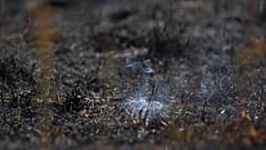 Desde hace varios meses arde carbón bajo tierra en la antigua mina a cielo abierto. (Imagen simbólica)