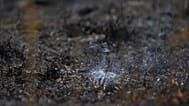 For several months, coal has been burning underground in the former opencast mine. (Stock image)