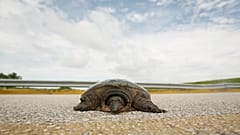 A Florida soft-shell turtle crosses the road in Clewiston, Fla. Thursday, July 24, 2008