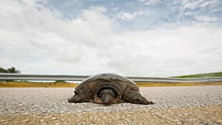 Tartaruga-de-carapaça-mole da Flórida atravessa estrada em Clewiston, Flórida, quinta-feira, 24 de julho de 2008
