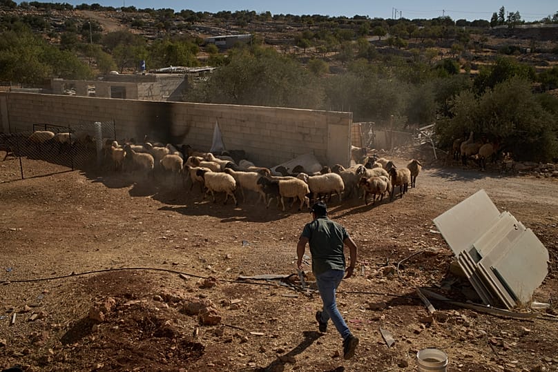 فلسطيني يسرع لمساعدة والده في رعاية الأغنام في قرية برقة شرق رام الله، غداة هجوم لمستوطنين إسرائيليين، 16 سبتمبر/أيلول 2026.