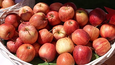 Aport apples, a symbol of Almaty, Kazakhstan.