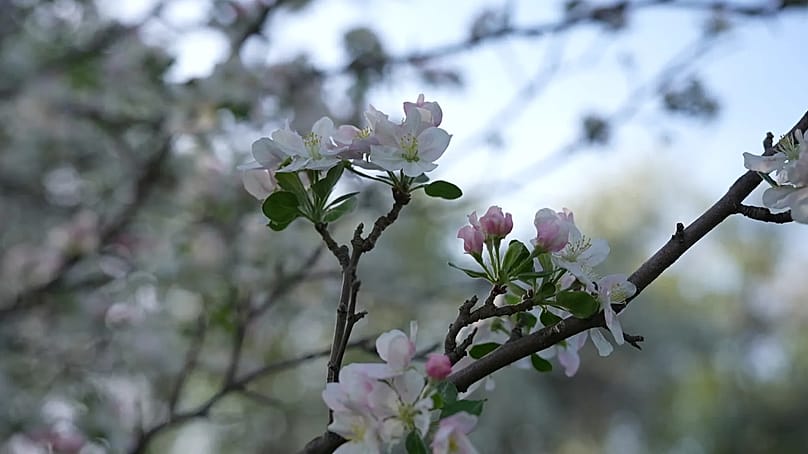 A festival celebrating the blooming of the Sievers wild apple in the mountains of the Zhetisu Region, Kazakhstan.  