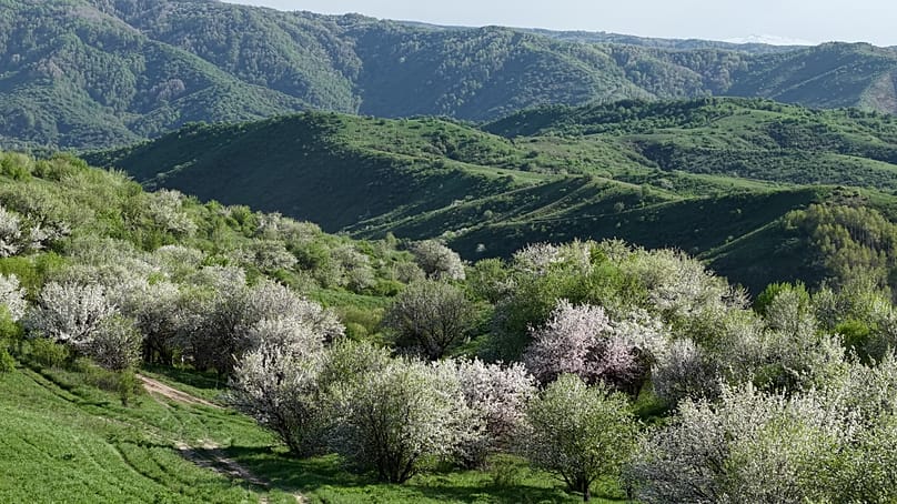 Wild Sievers apple forests in the Dzungarian Alatau mountains, stretching along the Kazakhstan-China border.  