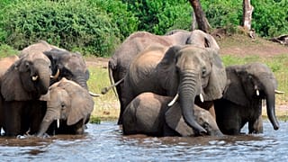 Botswana under fire after authorising elephant killing for independence celebrations