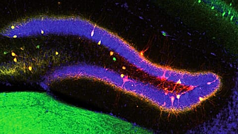 Neurons in the hippocampus "draw" some of the circuits that support memory.