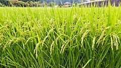 Rice grains from northern Japan seems the best adapted to Dutch conditions.