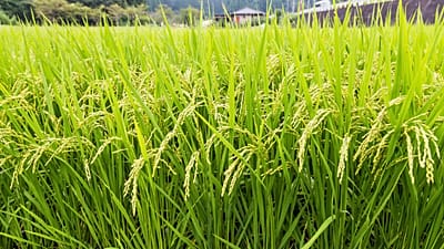 Variedades de arroz do norte do Japão parecem ser as mais bem adaptadas às condições dos Países Baixos