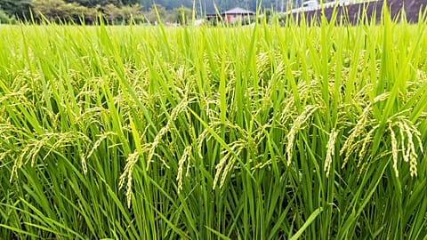 Rice grains from northern Japan seems the best adapted to Dutch conditions.