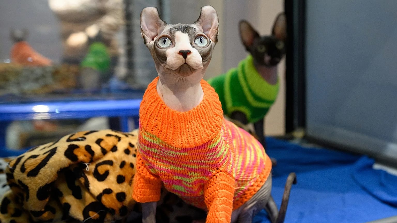 FILE; An elf cat at an international cat show in Sochi, 29 January 2022