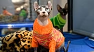 FILE; An elf cat at an international cat show in Sochi, 29 January 2022