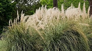 Na Europa, a erva-dos-pampas está presente como espécie invasora em países do Arco Atlântico, em países como Portugal, Espanha, França e Bélgica