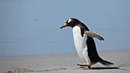 Arşiv / Bir gentoo pengueni