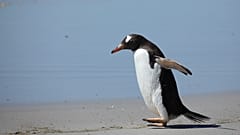 Arşiv / Bir gentoo pengueni