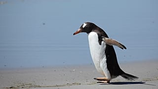 Arşiv / Bir gentoo pengueni