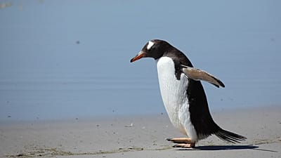 Arşiv / Bir gentoo pengueni