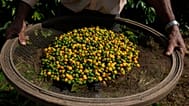 I frutti del caffé di un raccolto in Brasile nel 2025