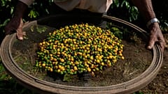 The coffee cherries from a 2025 harvest in Brazil