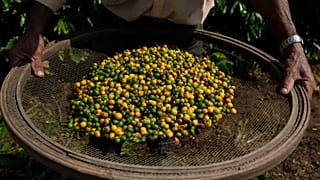 Les fruits du café d'une récolte au Brésil en 2025