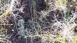 Le forze ucraine catturano due soldati nordcoreani che combattevano a fianco dei russi nella regione di confine russa di Kursk, 11 gennaio 2025