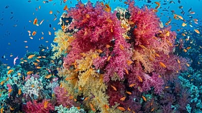 Underwater umbrellas could shade corals from harsh ultraviolet light