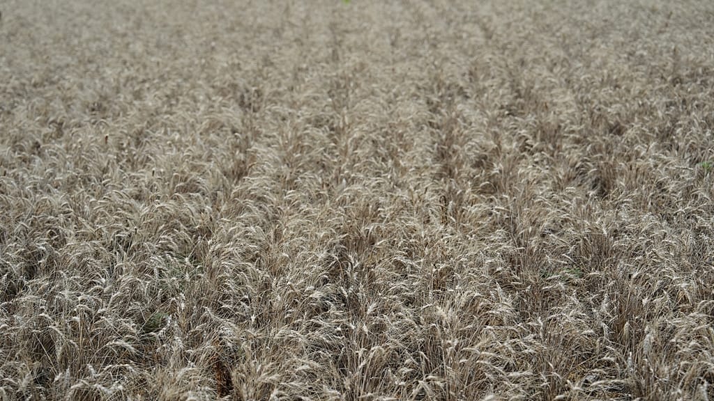 Wheat field