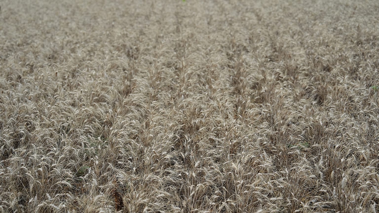 Campo di grano