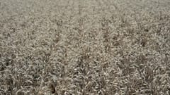 Wheat field