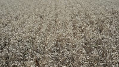 Wheat field