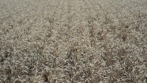 Wheat field