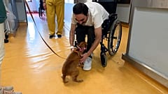 Patient hospitalised at São João Hospital receives visit from pet, Porto, 2 October 2026