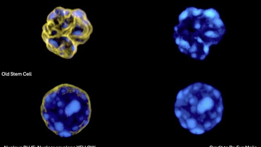 Screenshot of aged and rejuvenated cells from the study