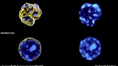 Screenshot of aged and rejuvenated cells from the study