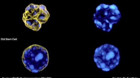 Screenshot of aged and rejuvenated cells from the study