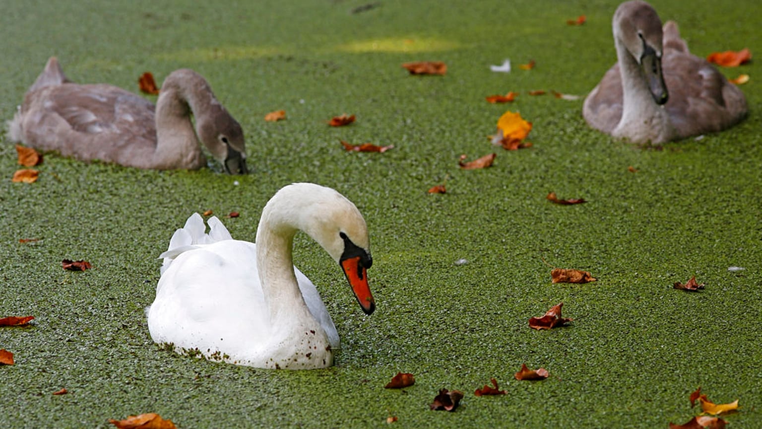 Sept. 14, 2017: An adult mute swan and juvenile swans swim in duckweed-covered Lullwater, Prospect Park, Brooklyn, New York.